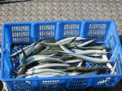 尼崎市立魚つり公園　連日好調のサヨリ本日は…