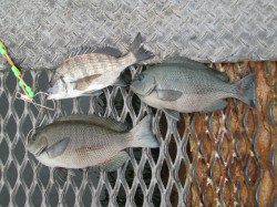 尼崎市立魚つり公園　フカセ・サビキでグレ、ノマセでメジロ64.5cmも