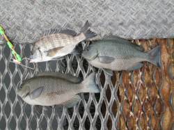 尼崎市立魚つり公園　フカセ・サビキでグレ、…