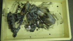 みなべ森の鼻でヤエン釣りでアオリイカ