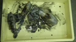 みなべ森の鼻でヤエン釣りでアオリイカ
