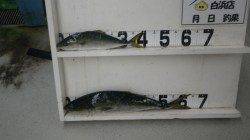 串本地磯　ウネリある中、ルアーでメジロ65cm&40cm