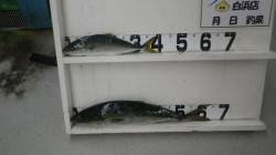 串本地磯　ウネリある中、ルアーでメジロ65…