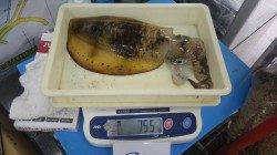 一本松堤防　ヤエンで今シーズン初のアオリイカ