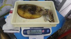 一本松堤防　ヤエンで今シーズン初のアオリイ…