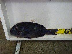 白浜の地磯でグレ43cmの釣果！