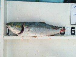 富田浜　ルアーでメジロの釣果