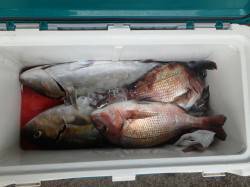 田尻の釣り堀、貸し切り生け簀に仲間と釣行〜…