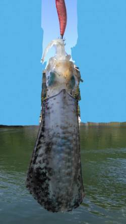 久美浜　エギングで今期自己最大のキロUPア…