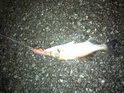 白灯台周辺にてルアーシーバス　セイゴと良型…