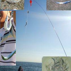 南芦屋浜　サビキで釣れたカタクチイワシでタチウオ狙い