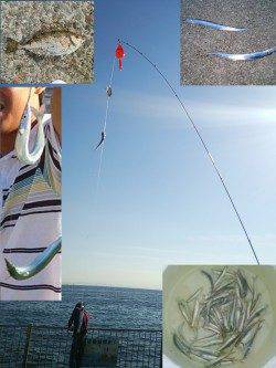 南芦屋浜　サビキで釣れたカタクチイワシでタチウオ狙い