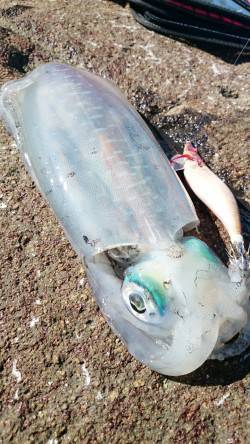 砂方にてエギング　アオリイカの群れが山盛り…