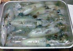 10日、竹野にてアオリイカ大漁！