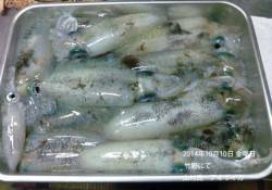 10日、竹野にてアオリイカ大漁！