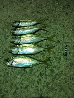 有田川河口周辺　漁港にてアジングでアジの釣…