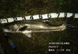 円山川にてシーバス87㎝！