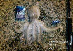 網野にてタコジグでタコ800g