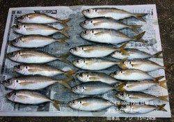 【19日】津居山港、良型のアジが釣れています