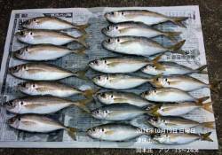 【19日】津居山港、良型のアジが釣れていま…