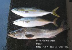 浜坂にてハマチ60㎝とシーバス80㎝!