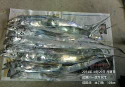 武庫川一文字にてタチウオ103㎝！