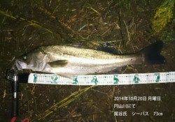 円山川にてシーバス73㎝☆