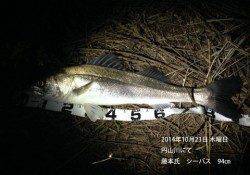 円山川　ランカーシーバス出ました☆　94㎝をキャッチ