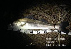 円山川　ランカーシーバス出ました☆　94㎝…