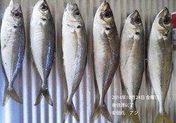 香住港にてアジの釣果