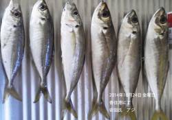 香住港にてアジの釣果