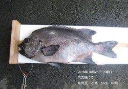 穴文珠にてイシダイ63cm、4.6kg！