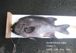 穴文珠にてイシダイ63cm、4.6kg！