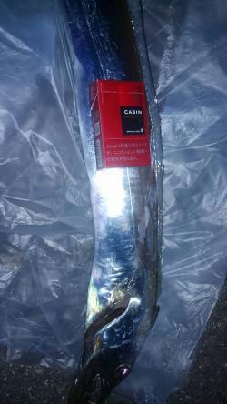 湯浅にてショアジギング　今年最高のサイズの…