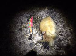 本荘人工島　エギングに最高のコンディション…