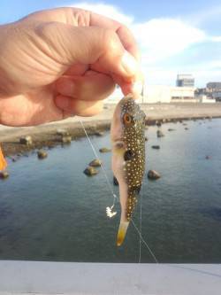 大蔵海岸にカワハギを狙って釣行