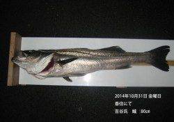 香住にてスズキ80cm