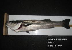 香住にてスズキ80cm