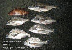 網野にてチヌとアコウの釣果