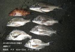 網野にてチヌとアコウの釣果