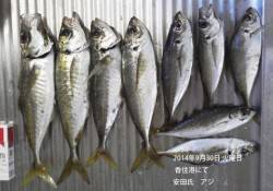香住港にてアジの釣果