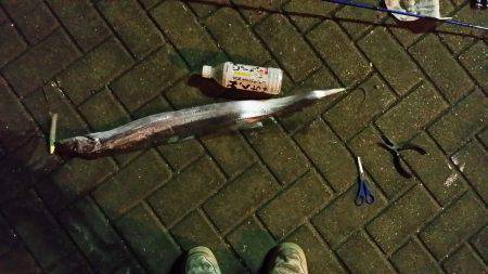 大阪南港　ワインドでタチウオ狙い　前日のリ…