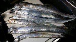 大阪南港　ワインドでタチウオ狙い　前日のリベンジ成功