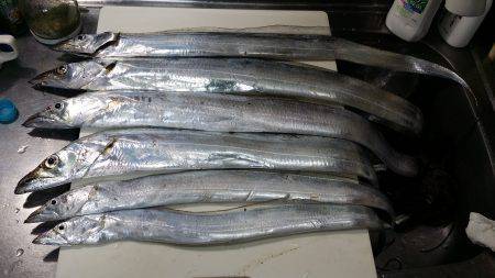 台風直後のタチウオ調査　指四本クラスはスロ…