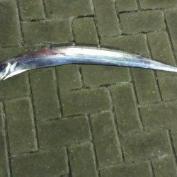 大阪南港にてタチウオワインド　短時間でした…