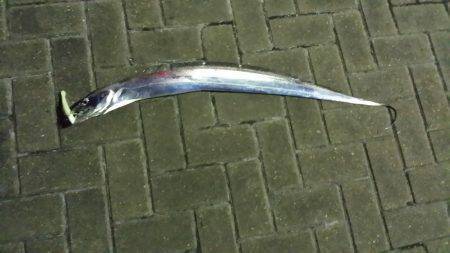 大阪南港にてタチウオワインド　短時間でした…