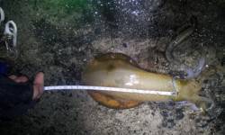 伊根　エギングでアオリイカ　一回り大きくな…