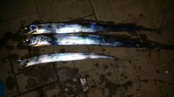 南港でのワインド　なんとか4本キャッチ！