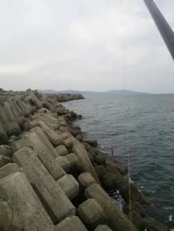 青物狙いに鳥飼漁港へ、サゴシをGET☆