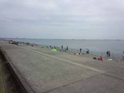 南芦屋浜はサヨリが絶好調☆